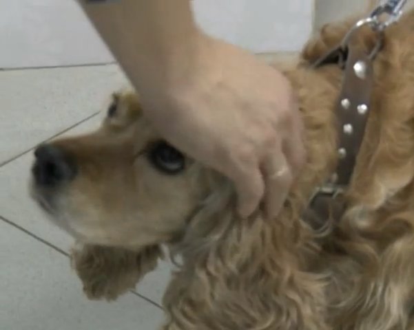 Человеческая операция спасла собаку от паралича2.png